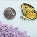 Wall art: Butterfly and lilac flowers. Framed with glass, OOAK. Paper filigree / quilling.