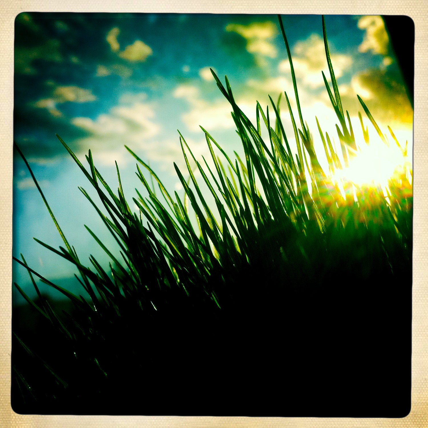 Sun Through Grass - Fine Art Photograph - 8x8, Yellow, Green, Blue, Clouds, Rustic Childrens Decor, Sunshine, Disney, Morning, Sunrise - jackslomovits