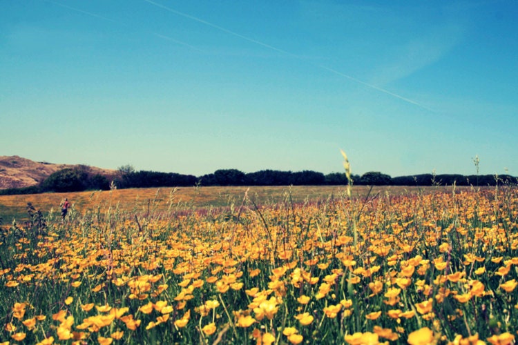 Buttercup // Flowers in a field to the ocean, Cornwall 16 x 11 Matt Print