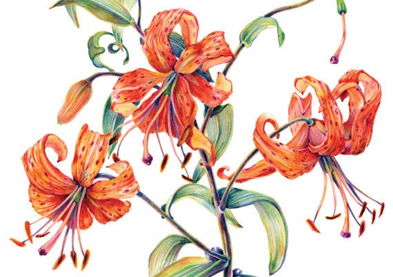 Set of 4, Tiger Lily Gallery style greeting cards, suitable for sending and framing - amberRturner