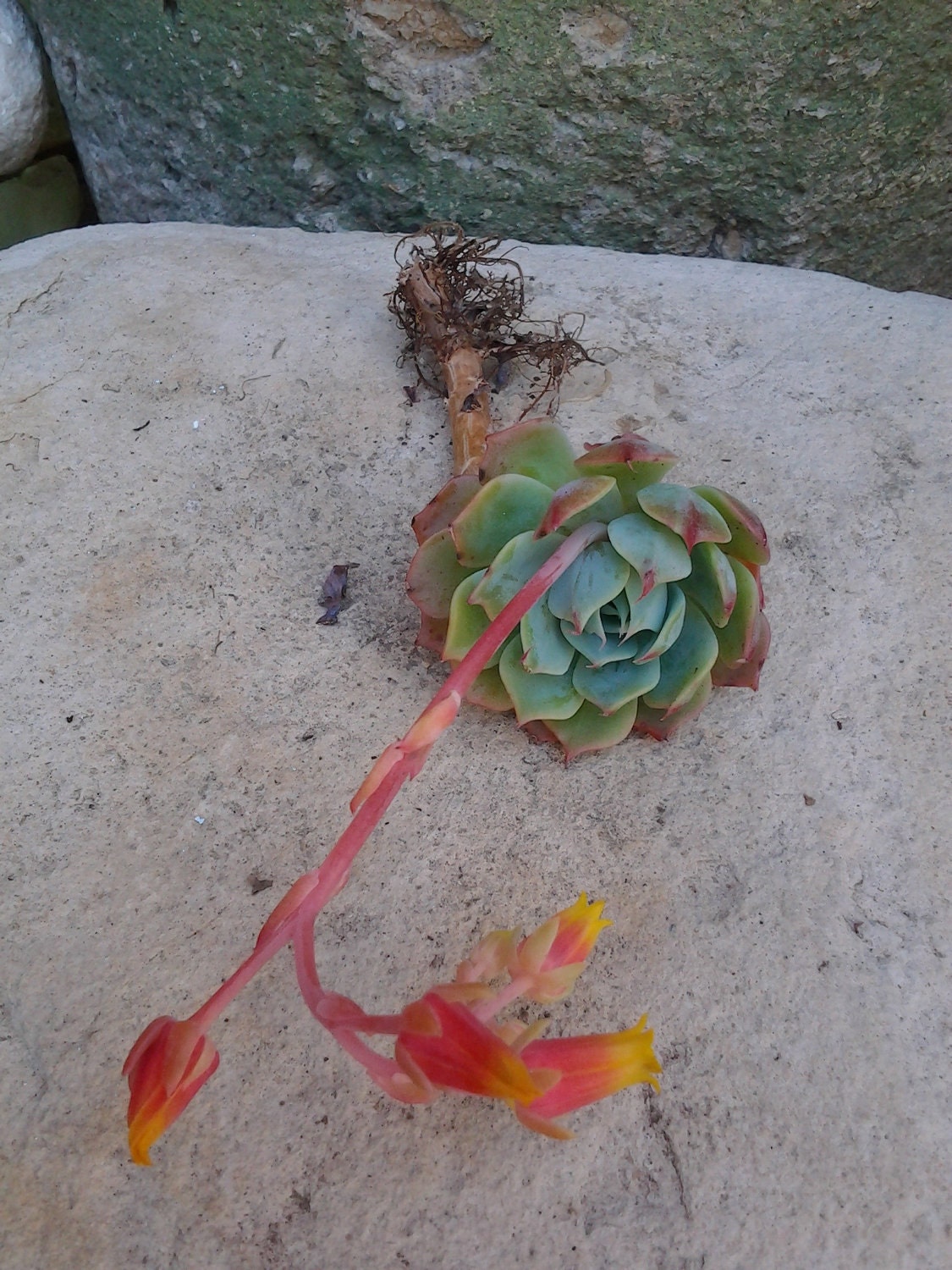 1 Dollar OFF Sale//SURPRISE Single Succulent Cutting with FLOWER//eco//wedding//plant