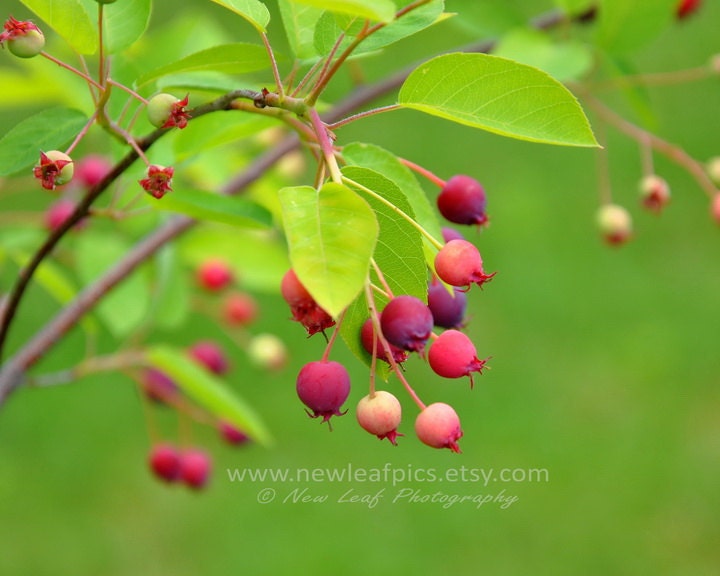 Red Berries on green, Serviceberry fruit, Spring time home decor, gifts for mom, kitchen art, wall art, 8 x 10 fine art print