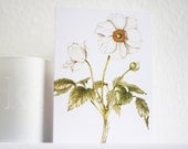 Blank Note Cards, 5 Pack, Anemone Japonica, Deckle Edged Card
