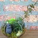 Stone Penguin and Air Plant Moss Terrarium - a wonderful birthday idea - DON'T FORGET to add a CHARM