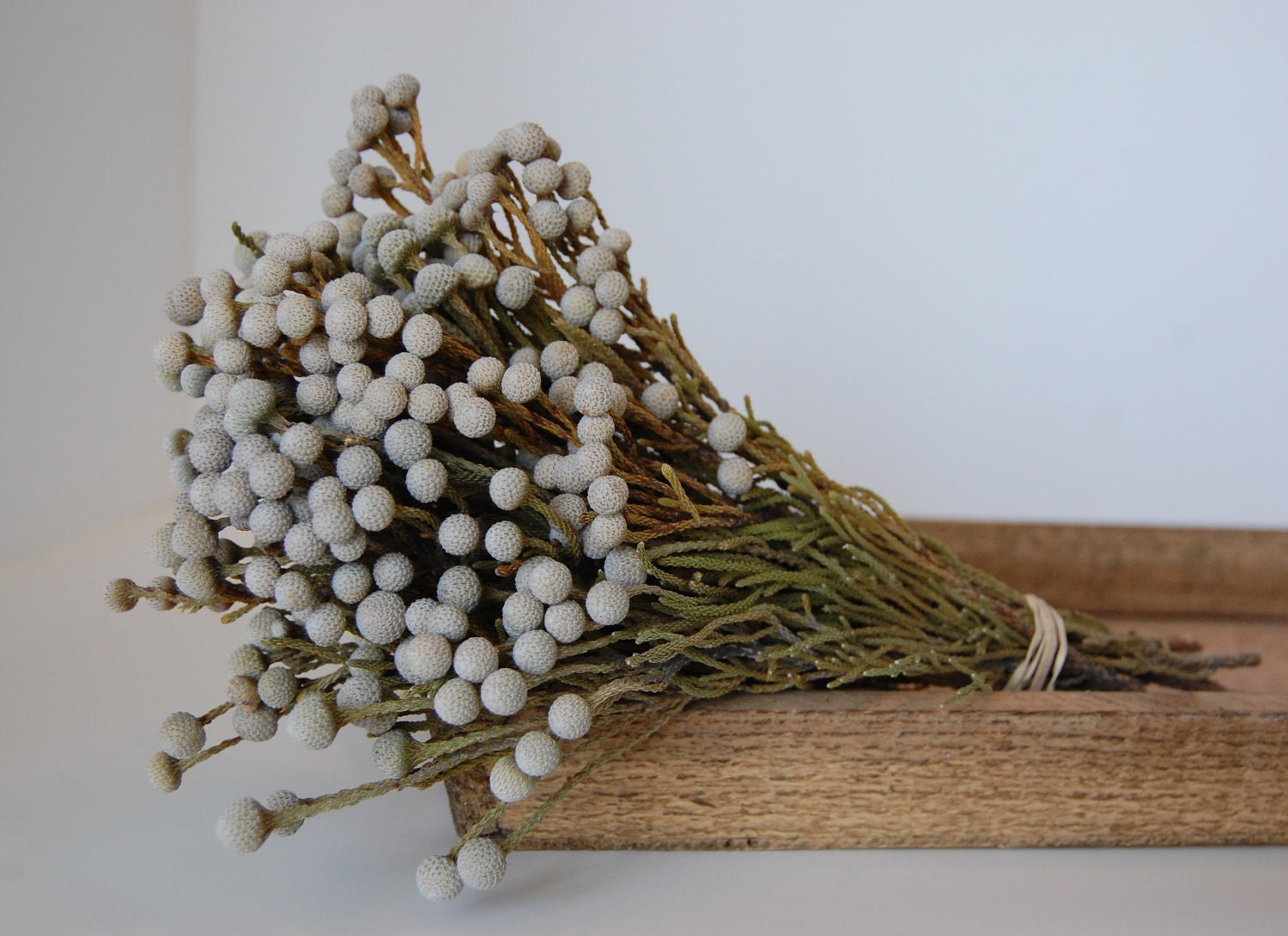 Silver Brunia Bunch