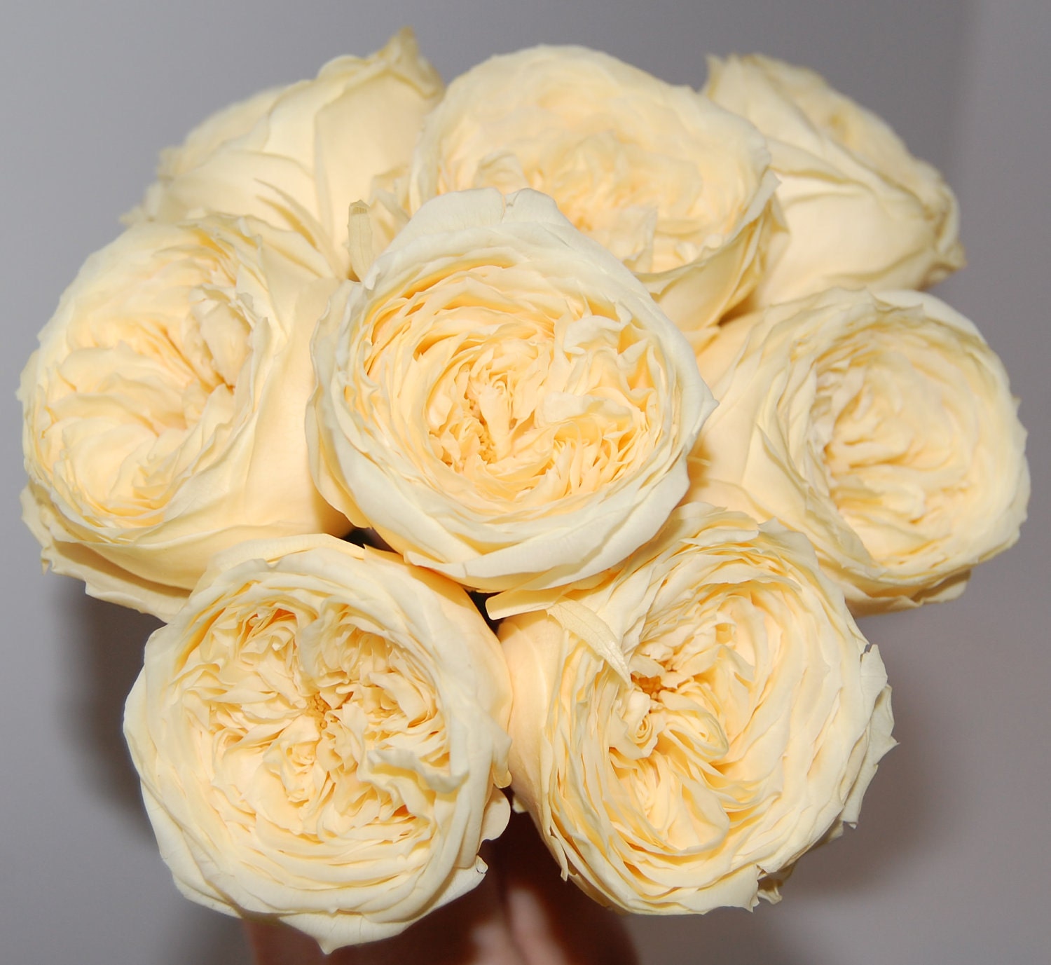 Preserved Garden Roses - Multiple Colors Available