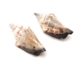 Two Drilled Shells For Jewelry - BlackSparrowFindings