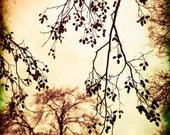 Forest Branches Trees Nature Abstract Silhouette - Photograph 11x14 - Home Decor Abstract Fine Art Print