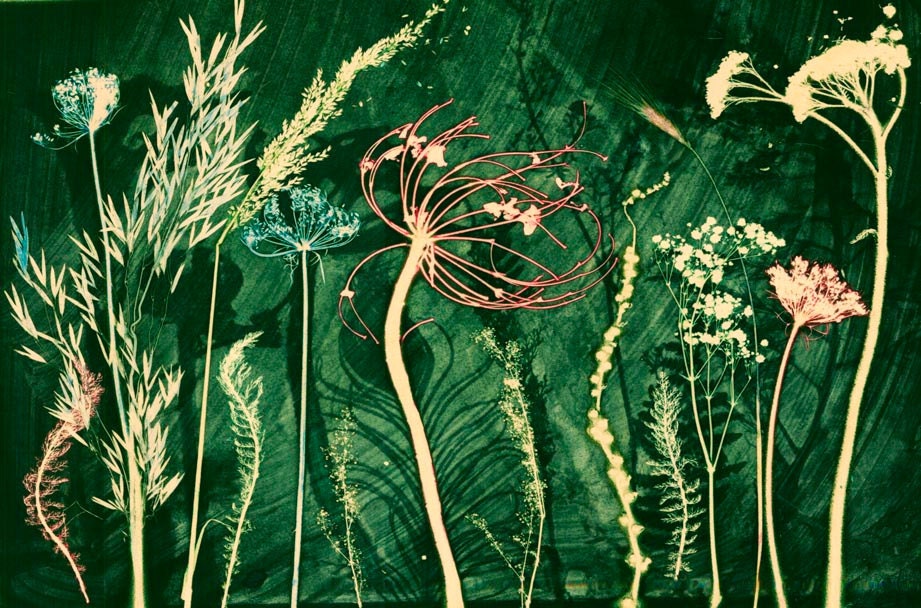 Peacock Shadow (reproduction)