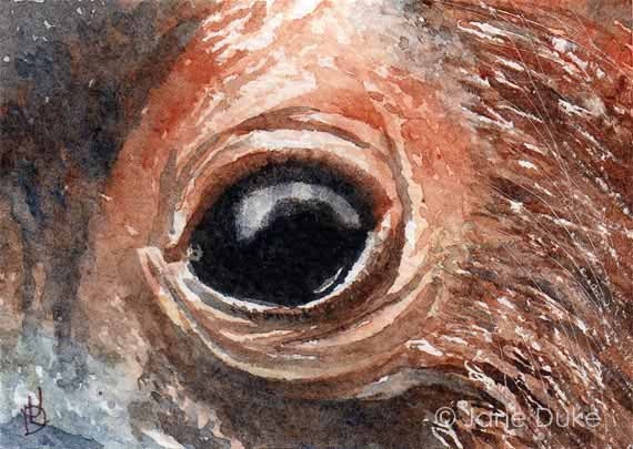 orangutan eyes