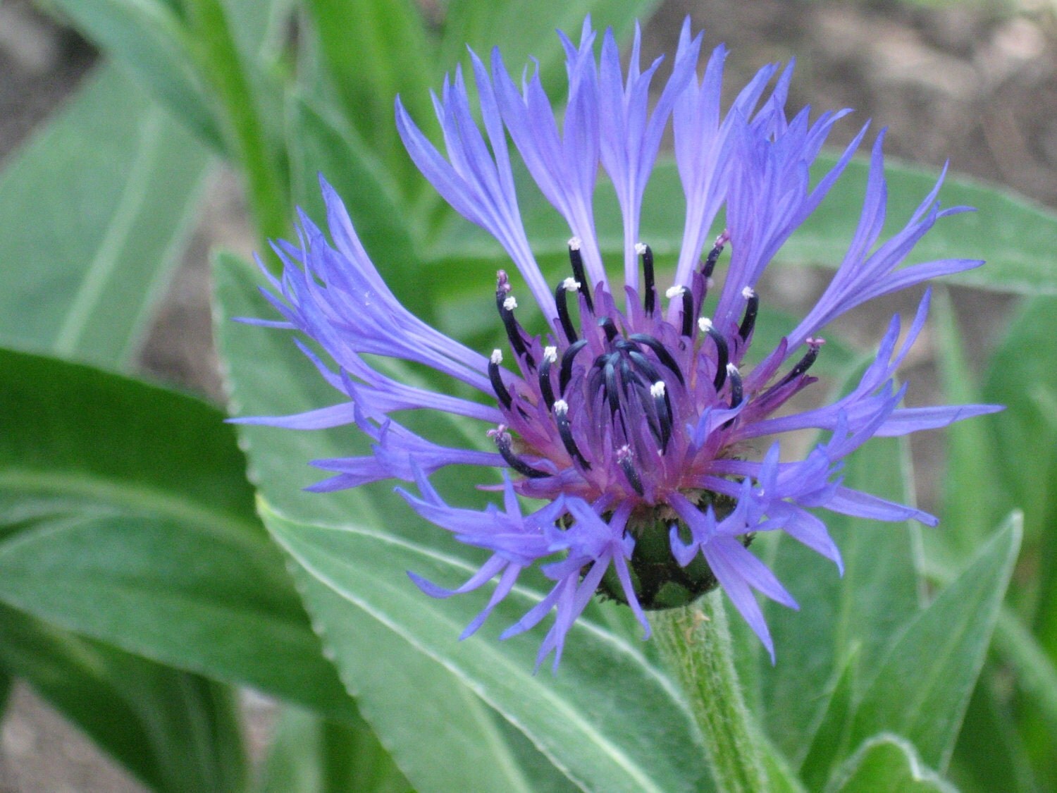 bachelor buttons perennial bachelor buttons perennial