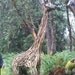 life size giraffe made of driftwood