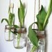Hanging Wall Vases