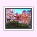 Photographic Art Print Fairport "Magnolias At Dawn" 16x20 Poster
