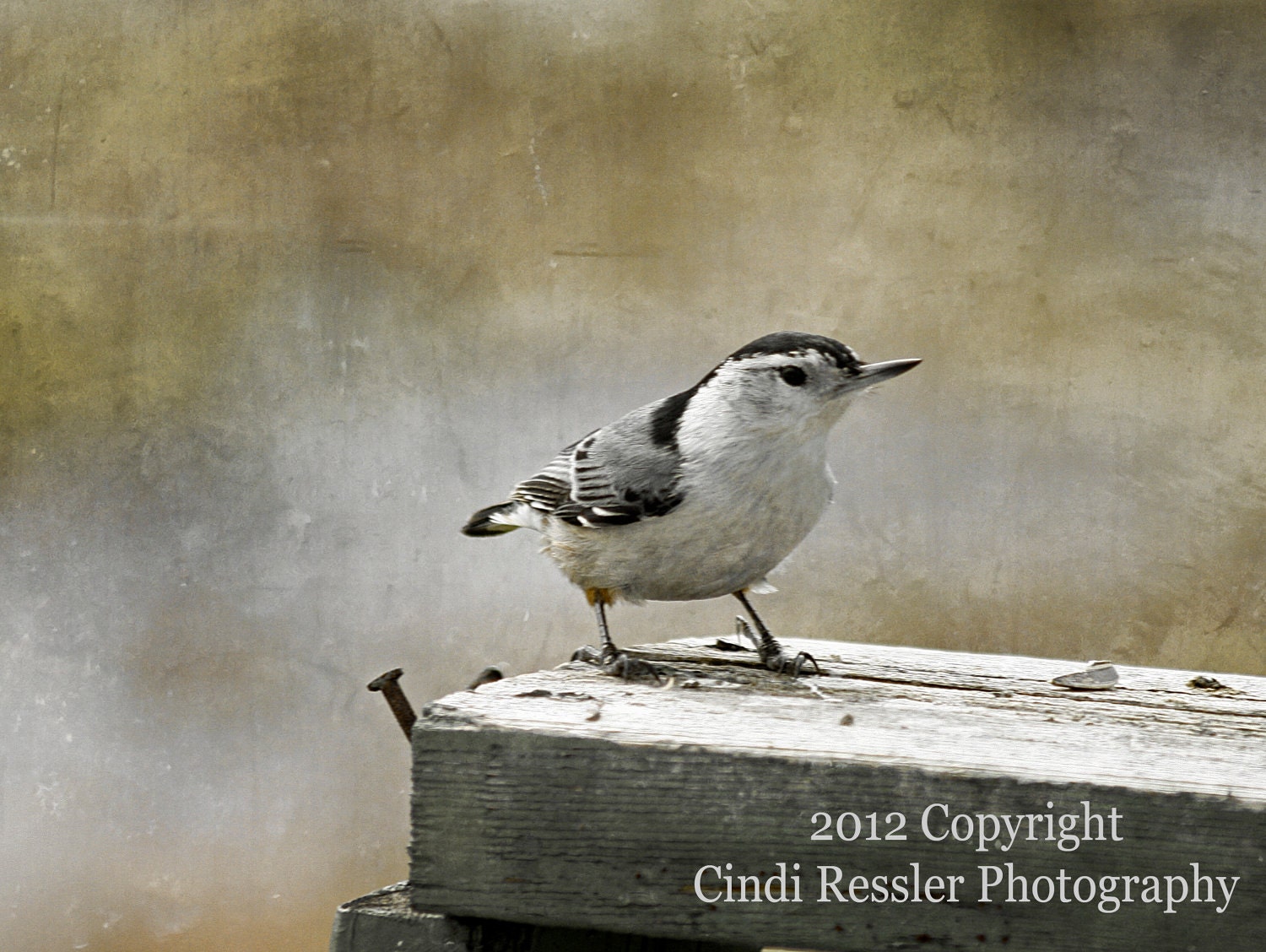 White-breasted Nuthatch, 5x7 Fine Art Photography, Bird Photography - CindiRessler
