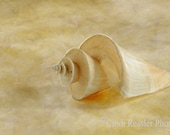 Japanese Wonder Shell 2,  8x10 Matted Fine Art Photography, Seashell Photography - CindiRessler