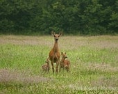 Doe with Twin Fawns, 8x12 FIne Art Photography, Nature Photography - CindiRessler