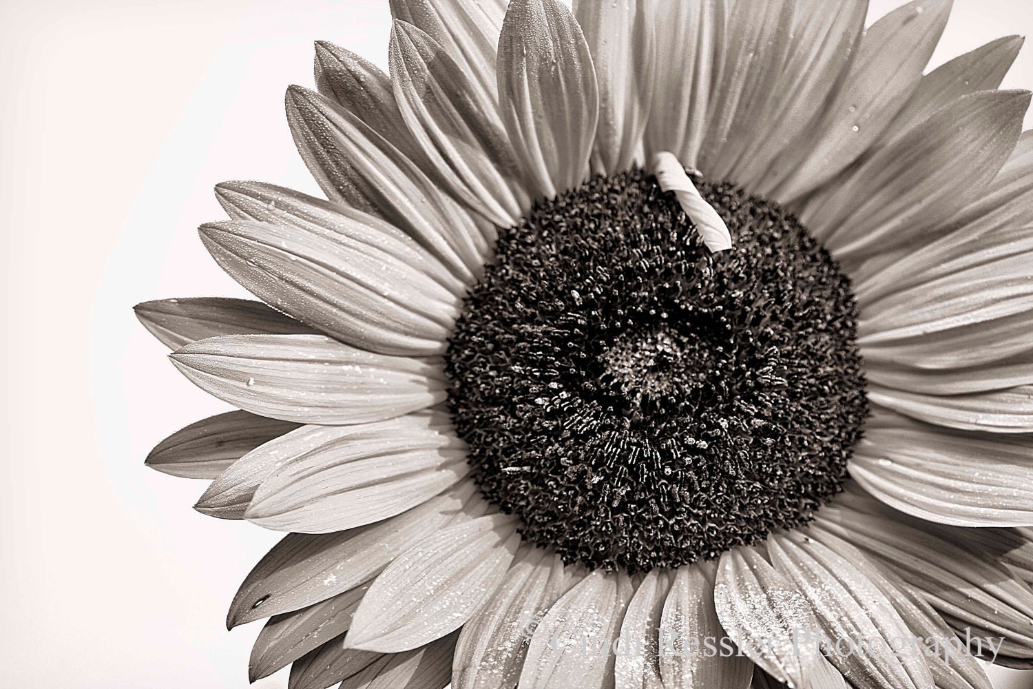 Sunflower 5, 5x7 Fine Art Photography, Flower Photography, Floral Photography - CindiRessler