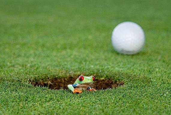 Golf Prints, Real Frog Photo, 16x24 Canvas