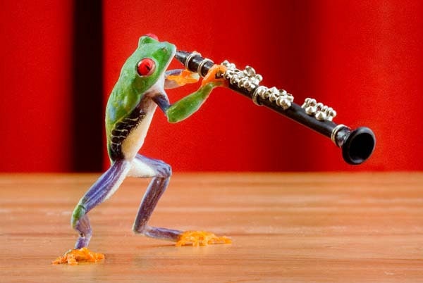 Clarinet Frog, clarinet, Music, Musical Instrument Humor Photo