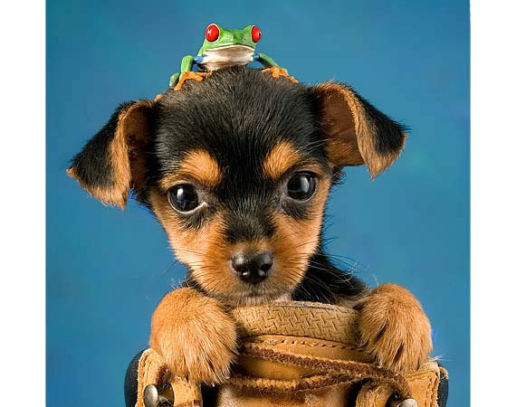 Jack Russell, Terrier, Cute Puppy, Dog, Live Frog