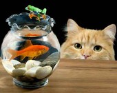 Frog Art, Fish & Cat, Cute Cat, 8x10, Kitten, Wall Art