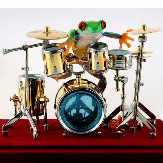 Drummer Frog Drum Photo, 8x10 Wall Art Print