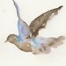 Flying dove, Original watercolor painting, animal art, pigeon, watercolor painting art.