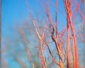 Tree Photograph Red Branches Blue Sky Metallic Paper Red Blue Ttv Home Decor  by Tabora