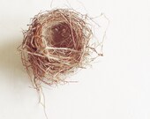 LIke us on Facebook for 20% off. Birds Nest Photograph Bird Nest 5x5 Print by Kerry - FocusGroupFoto