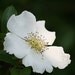 White Flower Fine Art Photograph 4x6 inches