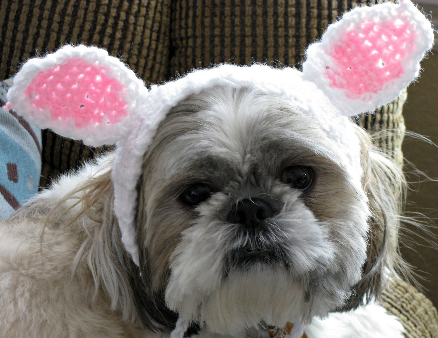 Dog Hat with Bunny Ears - littlecherylcrochet