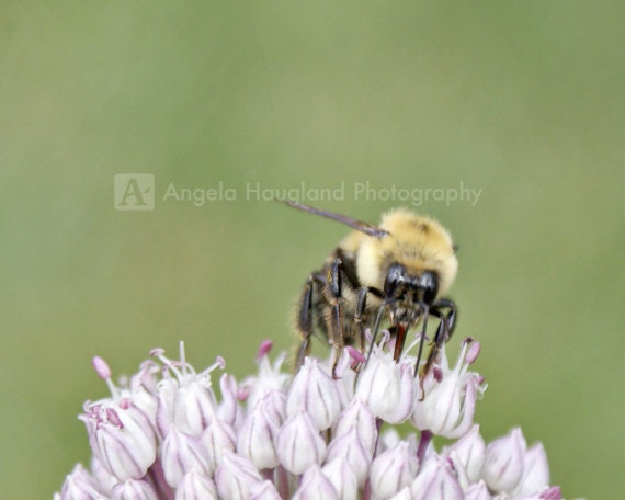 Garden Flower Yellow Jacket Bee - Fine Art Photography - 5 x 7 print - Soft Purple Blossom - Macro Close Up Bumblebee - "Busy Bee"