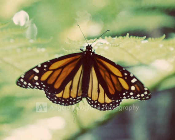 Bright Orange Monarch Butterfly - Fine Art Photography - 5 x 7 print - Romantic Whimsical Butterfly Garden - Soft Green Leaves - "Monarch"