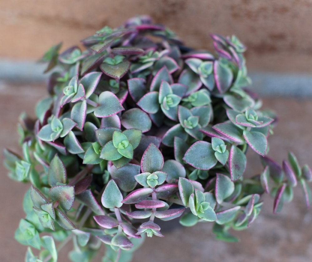 Succulent Plant - "Calico Kitty' crassula marginalis rubra