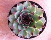 Succulent Plant -  1  Sempervivum calcareum 'Hen's and Chicks'