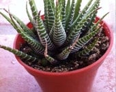 Succulent Plant - Haworthia Fasciata Succulent Zebra Plant