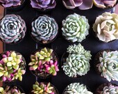 Succulent Plants - 30 Party Pack  For Terrariums, Wedding, Favors, Centerpieces, Boutonnieres and More