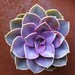 Succulent Plant -Purple Echeveria