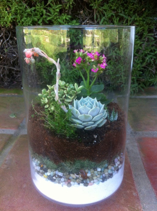 Succulent Plant - DIY Terrarium Kit