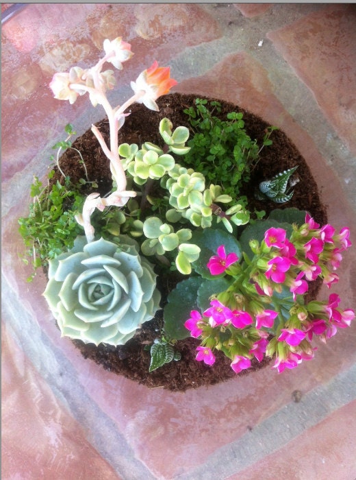 Succulent Plant - DIY Terrarium Kit