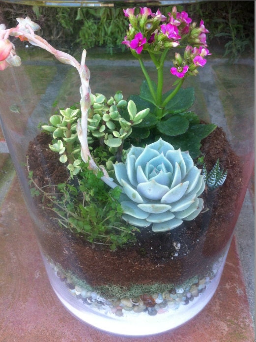 Succulent Plant - DIY Terrarium Kit