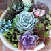 Succulent Plant - DIY Dish Garden Plant Set