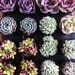 Succulent Plants - 15 Party Pack  For Terrariums, Wedding, Favors, Centerpieces, Boutonnieres and More