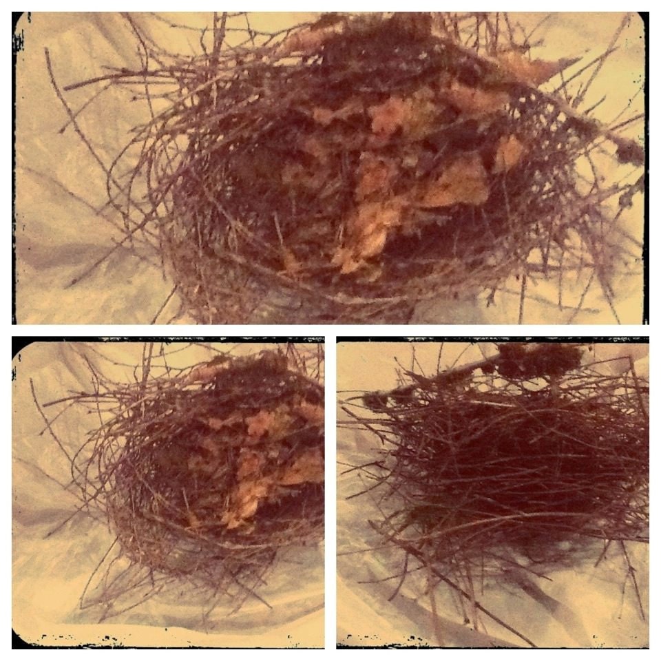 Nest Symbol