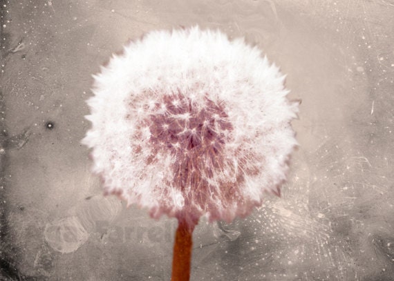 Delightful Dandelion - Flower photo - Dandelion Print, Still Life Photography, Dusty Pink, Purple, White, 8x12