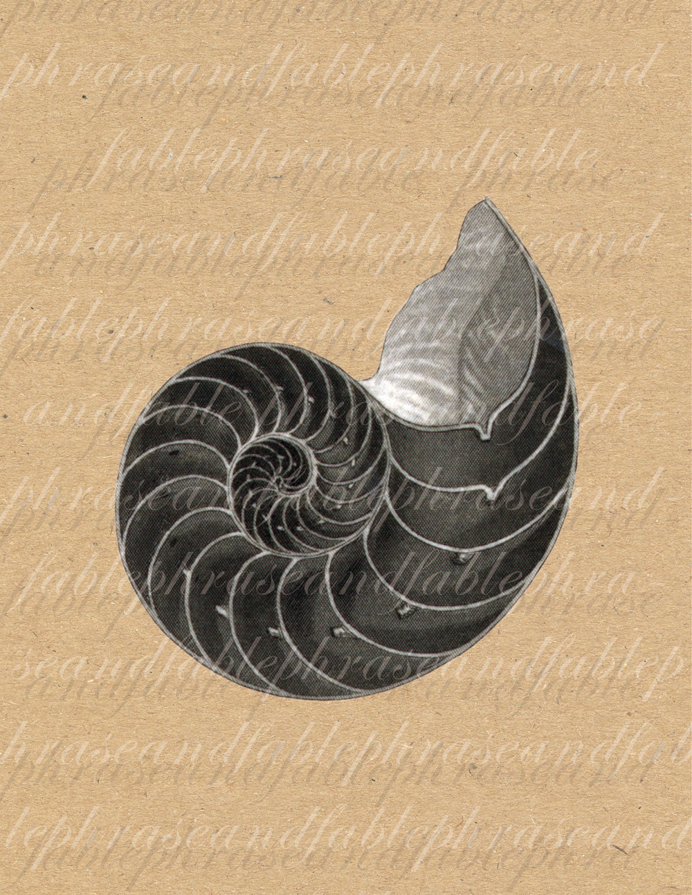 Nautilus Shell Math