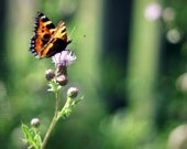 Resting Butterfly - Fine Art 8' x 8'' Photographic Print