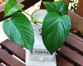 Cute Little Ceramic Planter Vintage Coffee Grinder