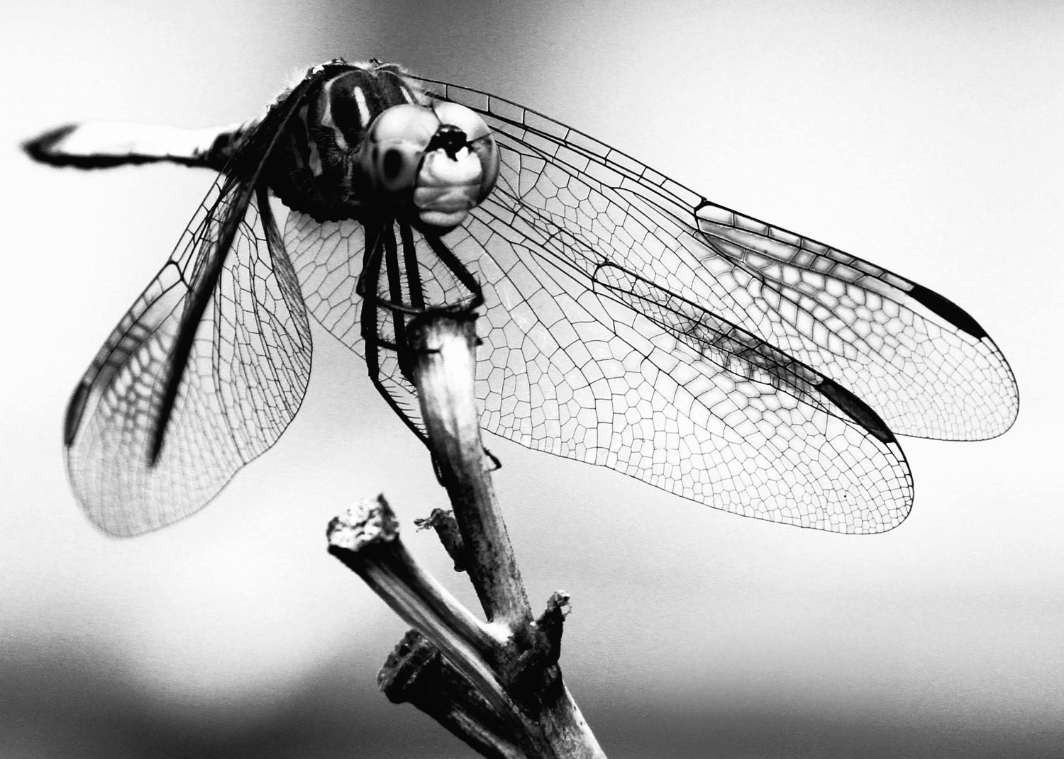 Meditation - Black & White Photography - dragonfly / wings / gray / home decor / insect / insect art